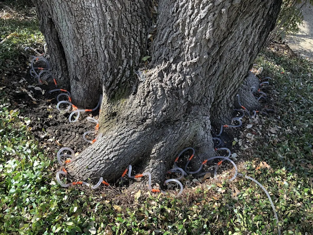Detailed Tree Cabling and Bracing job site in Morgantown