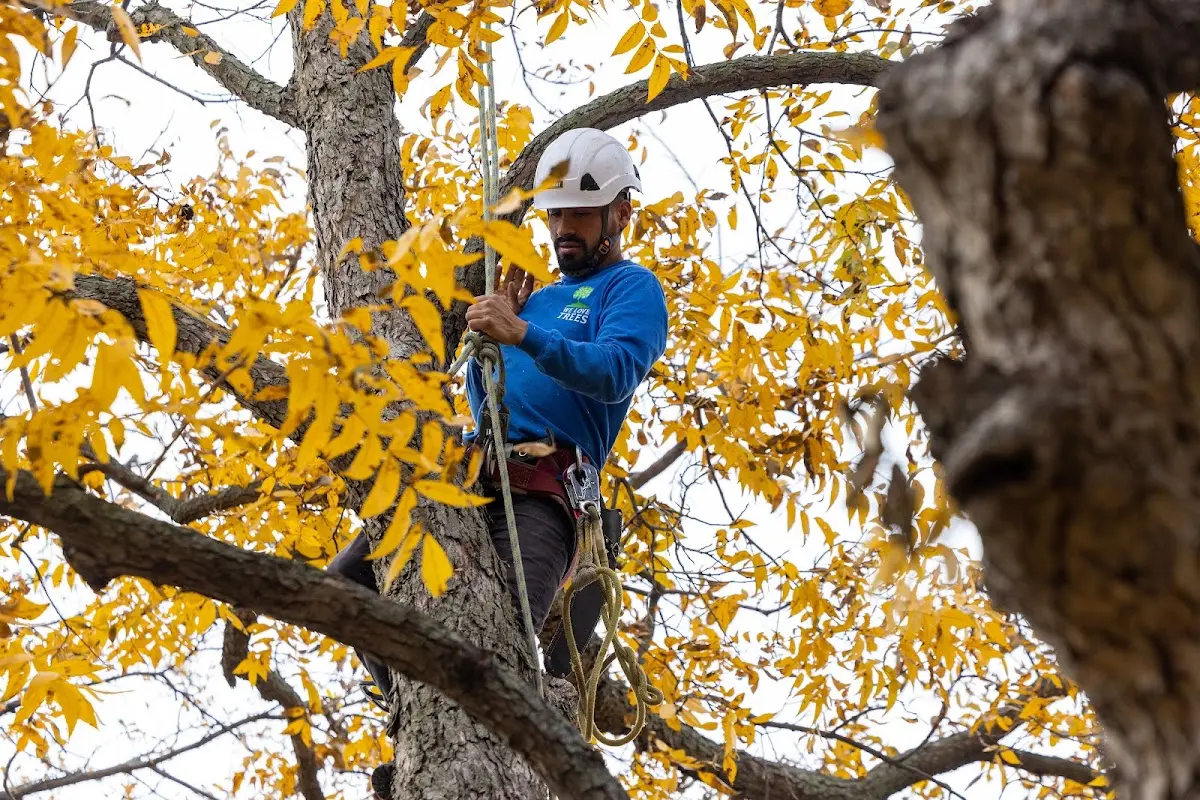 Skilled Tree Trimming crew working in Morgantown